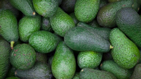 MAGA impulsa cultivo del aguacate en Guatemala