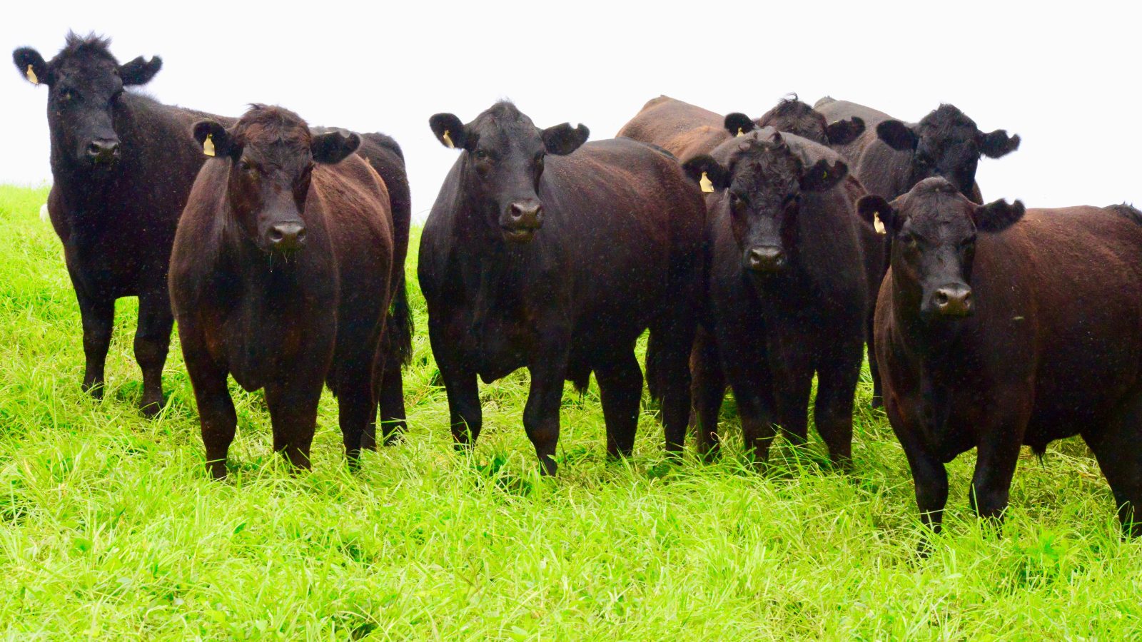 Guatemala refuerza medidas para mantener libre al país del gusano barrenador del ganado