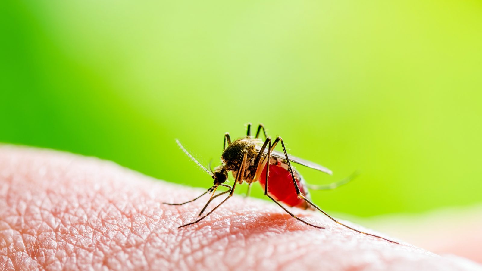 Prevención del dengue Medidas domésticas para evitar el mosquito Aedes Aegypti