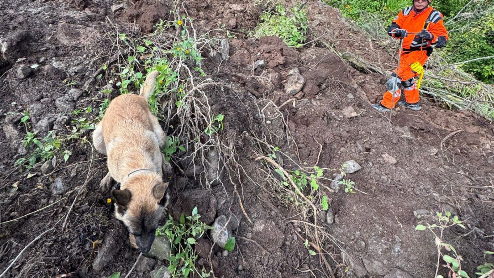 Dramático rescate en Quiché Buscan a cuatro soterrados en deslave con perros y maquinaria