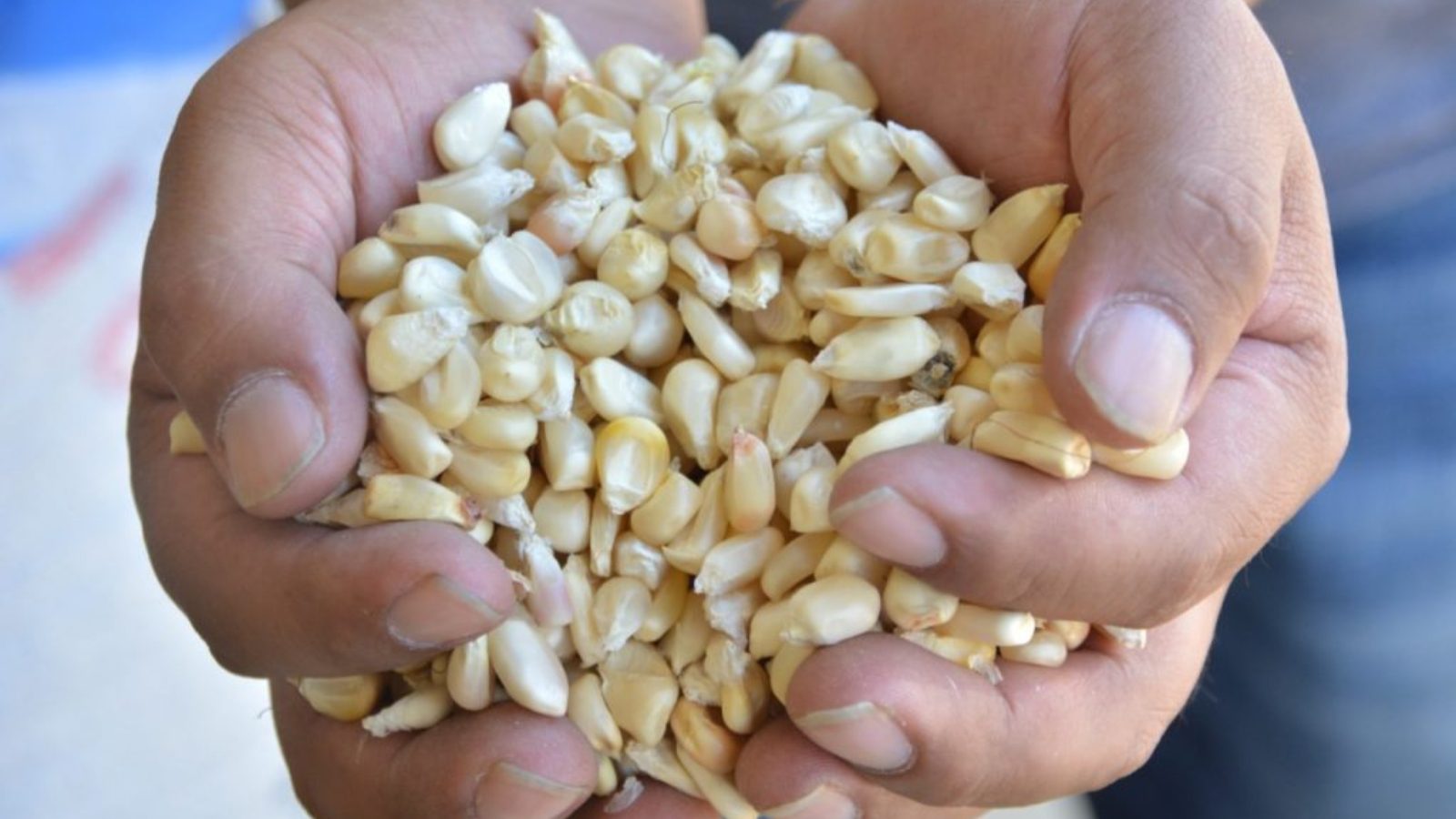 Mineco incrementa cuota de importación de maíz blanco a 80 mil toneladas