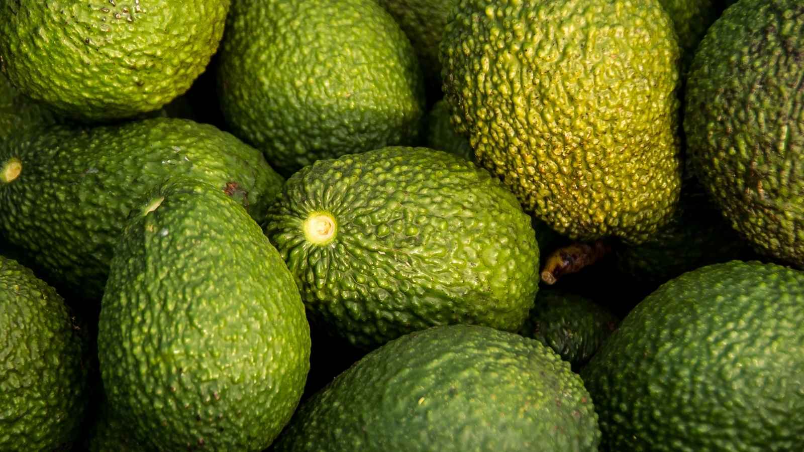Guatemala obtiene autorización para exportar aguacate Hass a Estados Unidos