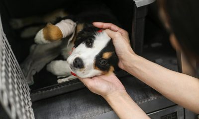 Municipalidad de Antigua Guatemala refuerza la protección animal con nuevo reglamento