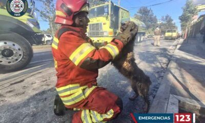 Incendio en zona 13 bomberos rescatan a tres perros atrapados