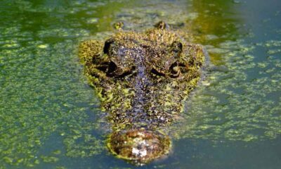 Conap retomará búsqueda de cocodrilo en Amatitlán en marzo 2025