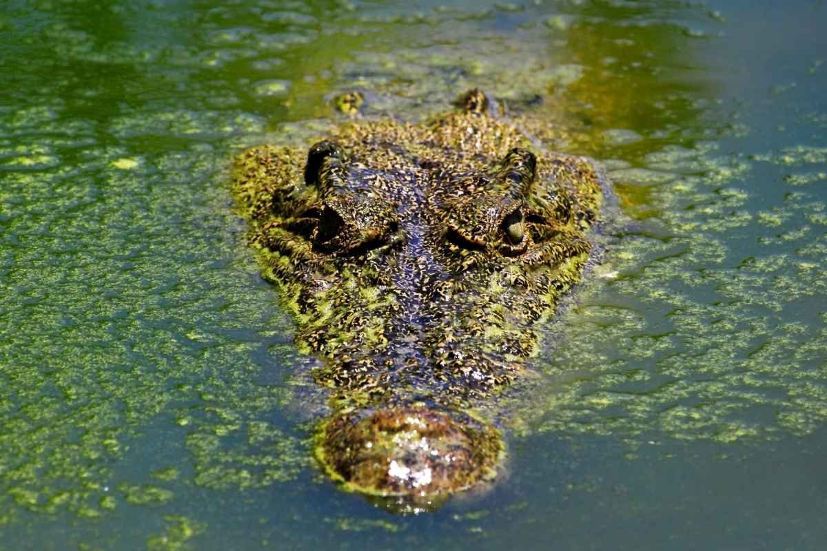 Conap retomará búsqueda de cocodrilo en Amatitlán en marzo 2025