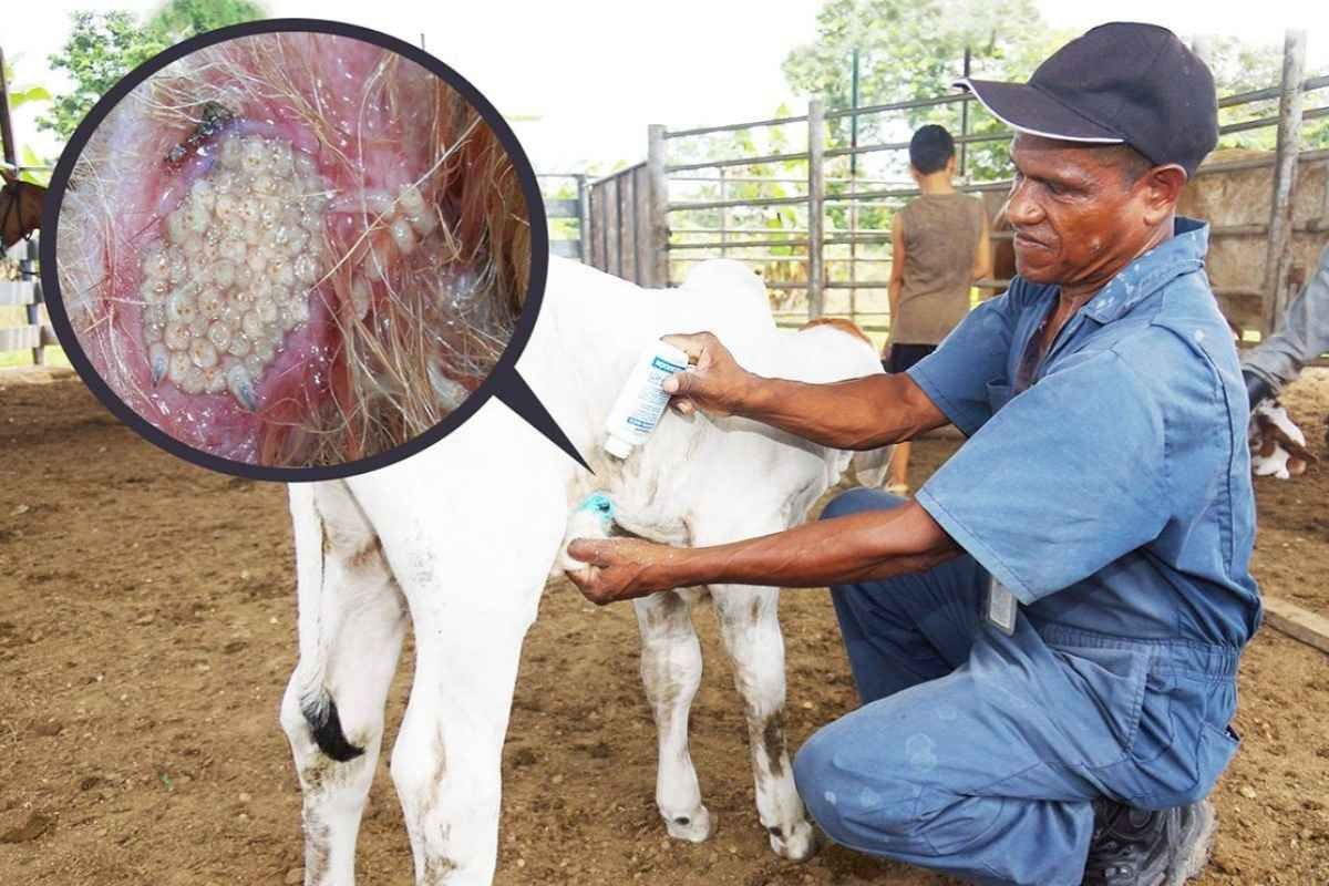 Guatemala intensifica control del gusano barrenador con 282 millones de moscas estériles