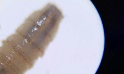 MAGA libera millones de moscas estériles para frenar plaga de gusano barrenador