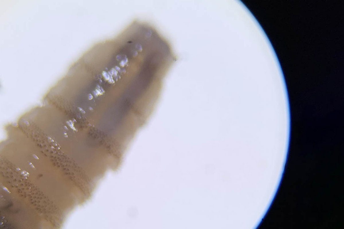 MAGA libera millones de moscas estériles para frenar plaga de gusano barrenador