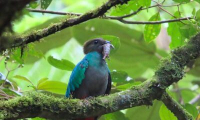 Quetzales en acción: un nuevo nido aviva la esperanza de conservación en Guatemala