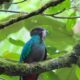 Quetzales en acción: un nuevo nido aviva la esperanza de conservación en Guatemala