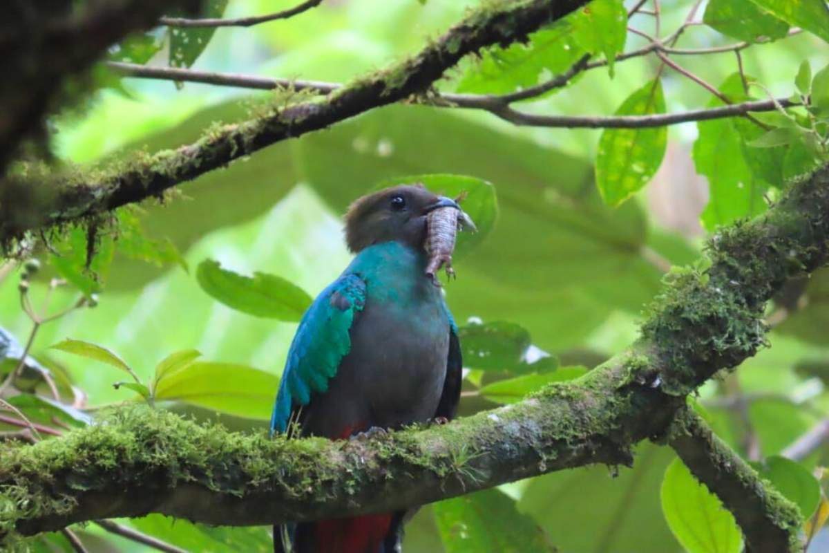 Quetzales en acción: un nuevo nido aviva la esperanza de conservación en Guatemala