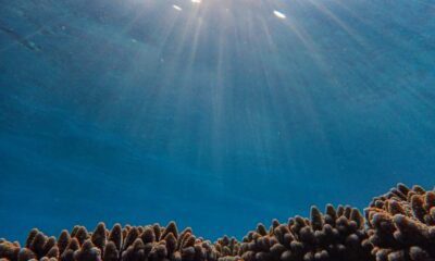 Debate por ley que busca proteger arrecife en Izabal