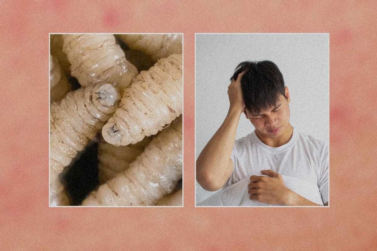 Alerta en Guatemala por nuevos casos humanos del gusano barrenador del ganado