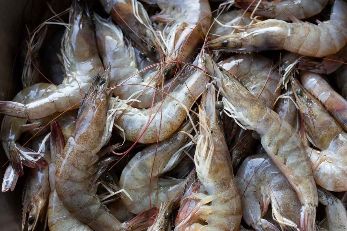 Veda de camarón vigente prohíben pesca hasta junio