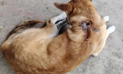 Alerta por gusano barrenador más de 270 perros ya fueron afectados en Guatemala