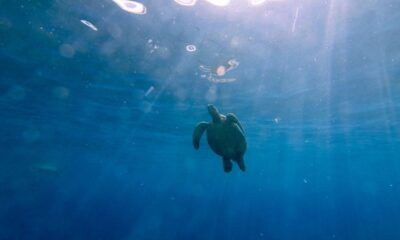 Guatemala Refugio clave para seis especies de tortugas marinas