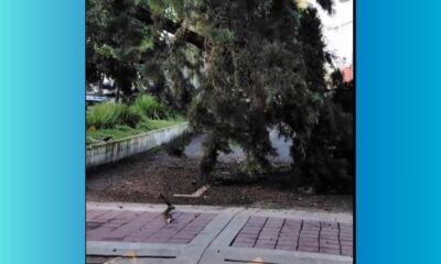 Árbol caído y derrumbe afectan tránsito en Ciudad de Guatemala