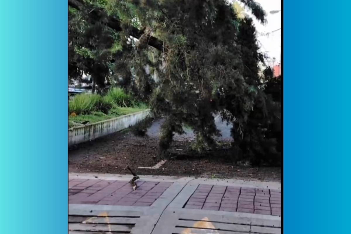 Árbol caído y derrumbe afectan tránsito en Ciudad de Guatemala