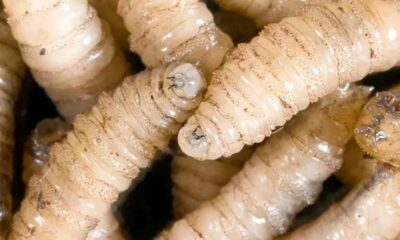 Guatemala confirma 84 casos de gusano barrenador en humanos 18 departamentos afectados