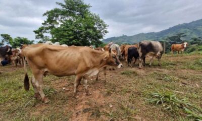 MAGA intensifica control por gusano barrenador más de 9 mil animales inspeccionados en una semana