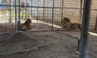 Trasladan tigre y león tras allanamiento en El Progreso