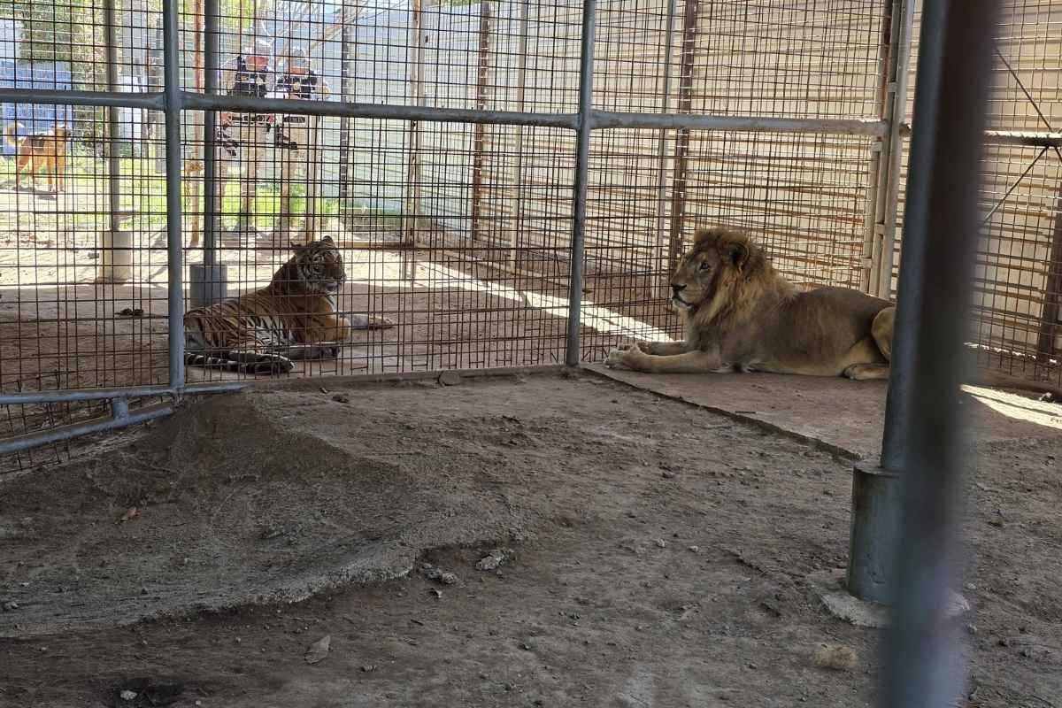 Trasladan tigre y león tras allanamiento en El Progreso