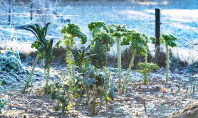 Ocho departamentos del occidente, los más afectados por heladas que dañan cultivos