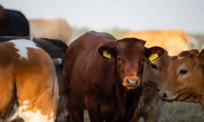 Reglamento de la Ley Ganadera en Guatemala entra en cuenta regresiva Minfin fija vigencia tras su publicación oficial