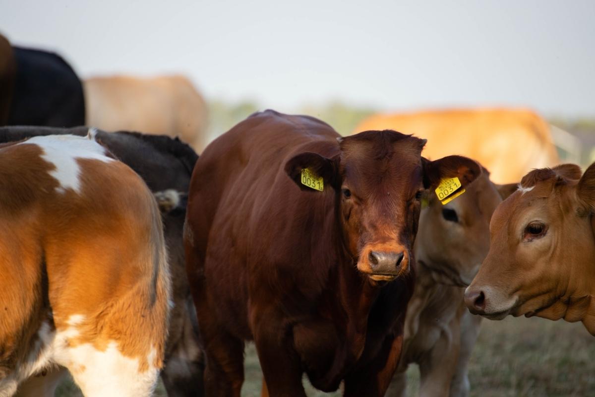 Reglamento de la Ley Ganadera en Guatemala entra en cuenta regresiva Minfin fija vigencia tras su publicación oficial