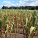 Canícula 2026 Insivumeh revela cuándo iniciará el período de reducción de lluvias en Guatemala