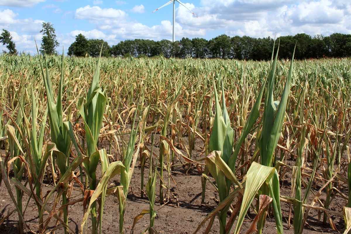 Canícula 2026 Insivumeh revela cuándo iniciará el período de reducción de lluvias en Guatemala