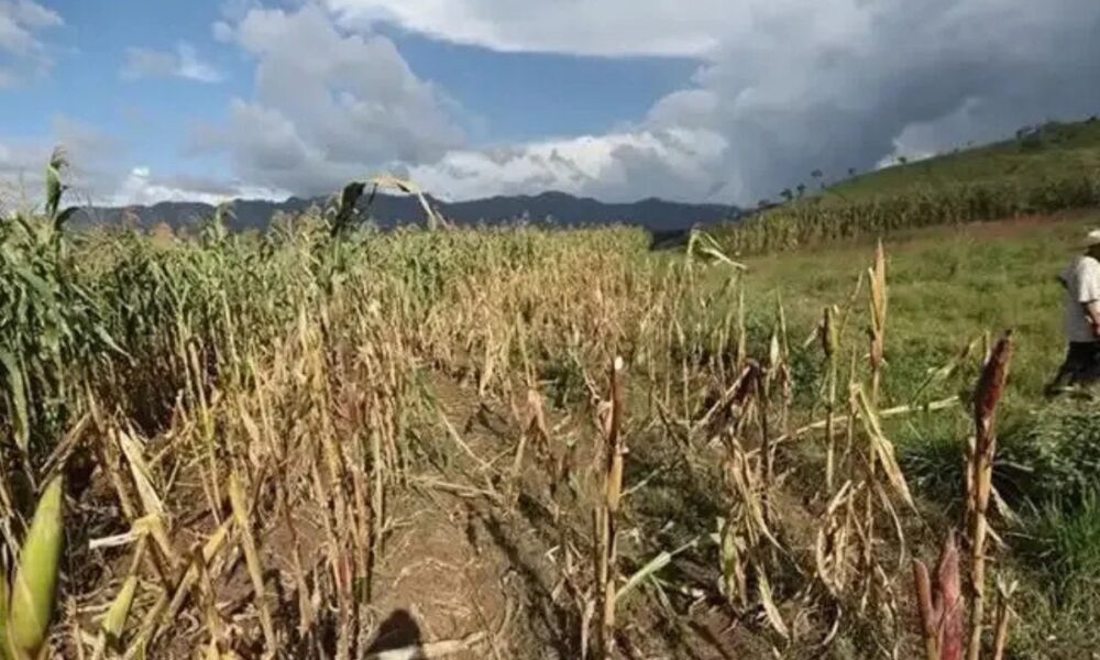 El fenómeno de El Niño amenaza con redefinir el panorama económico de Guatemala