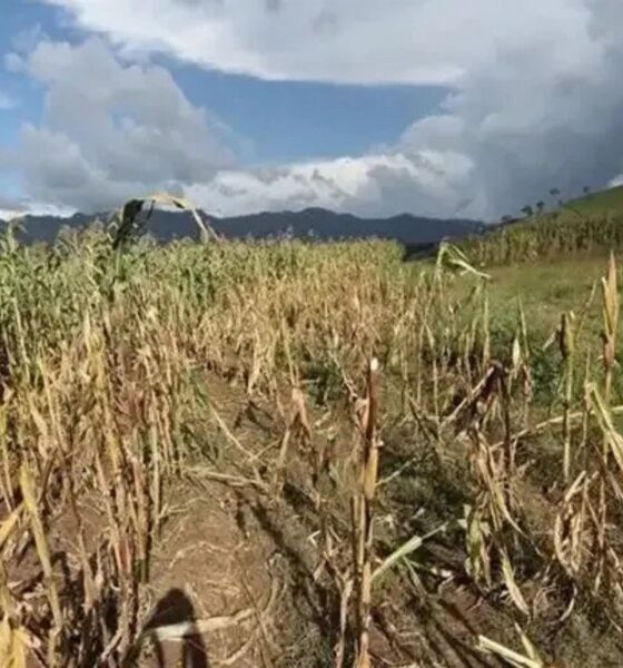 El fenómeno de El Niño amenaza con redefinir el panorama económico de Guatemala