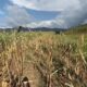 El fenómeno de El Niño amenaza con redefinir el panorama económico de Guatemala