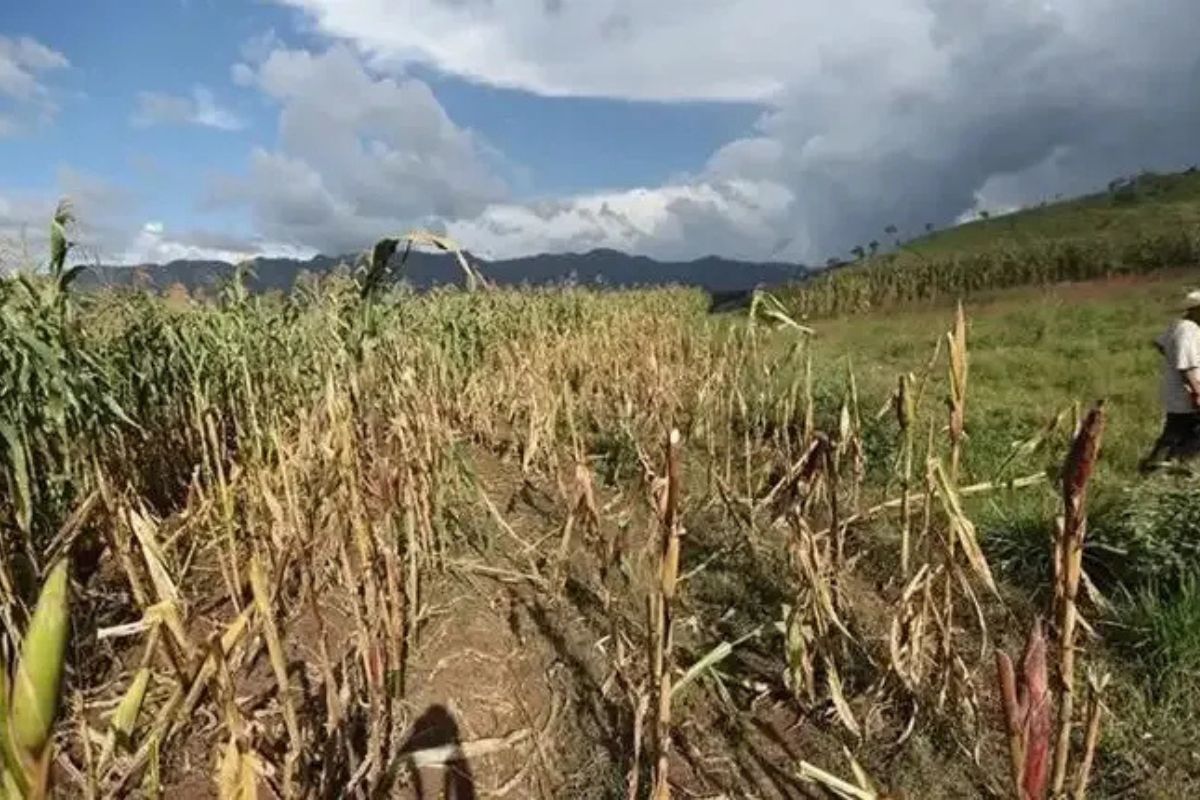 El fenómeno de El Niño amenaza con redefinir el panorama económico de Guatemala