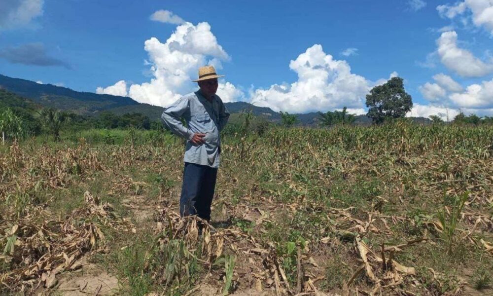 Preparan 600 mil raciones de alimentos para atender zonas afectadas por la sequía