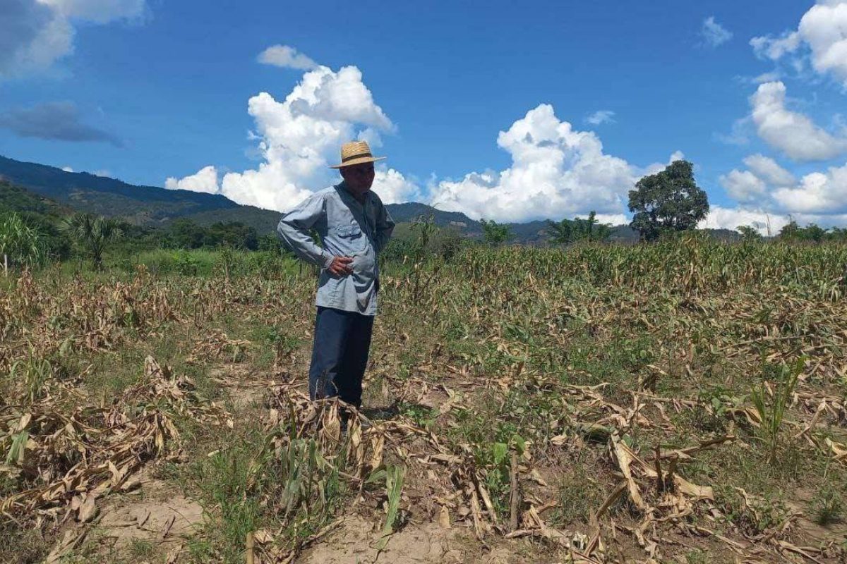 Preparan 600 mil raciones de alimentos para atender zonas afectadas por la sequía