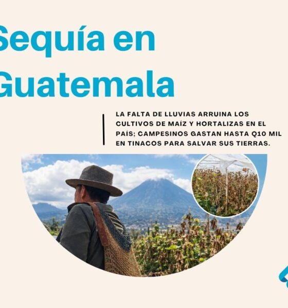 Q10 mil en tinacos para salvar siembras sequía golpea cosechas rurales en Guatemala
