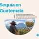 Q10 mil en tinacos para salvar siembras sequía golpea cosechas rurales en Guatemala