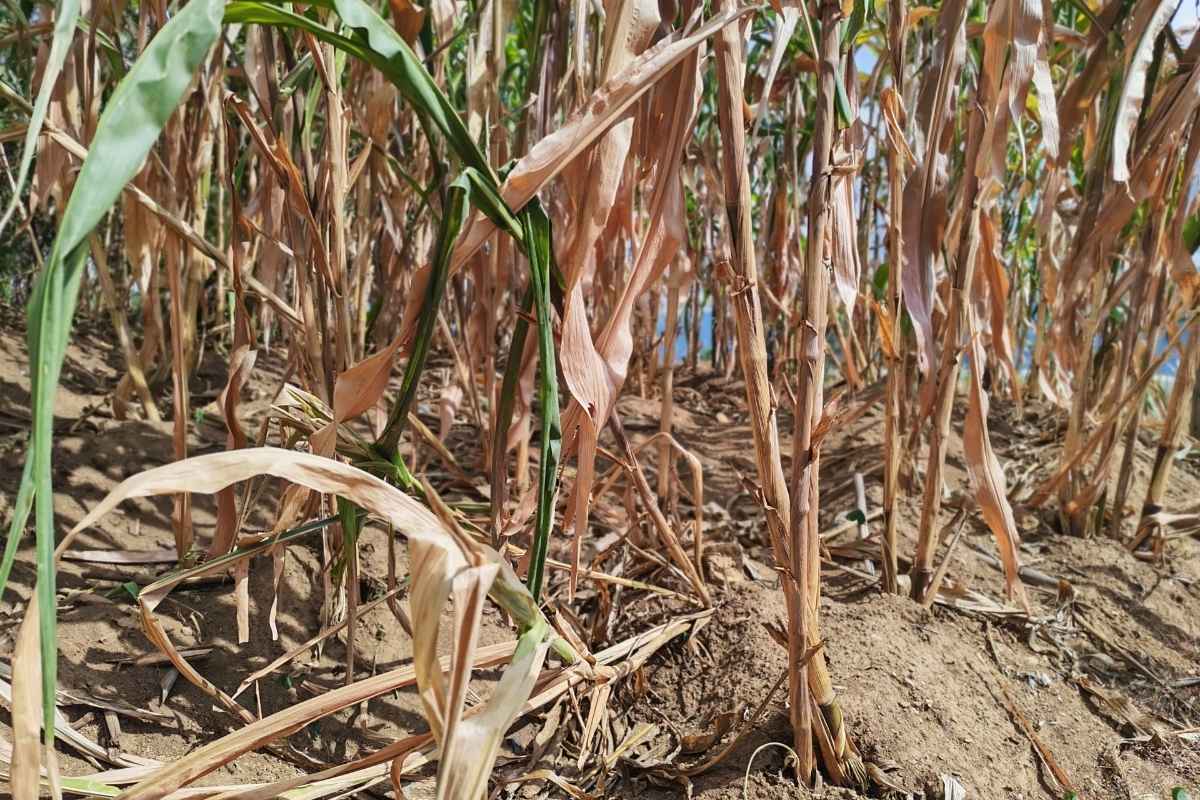 Sequía en Guatemala qué cultivos y zonas están bajo alerta según el último informe del MAGA