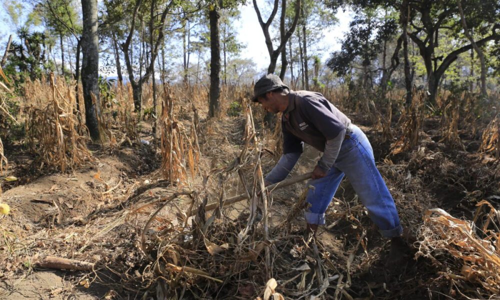 El Niño se fortalece y podría alcanzar niveles sin precedentes en diciembre