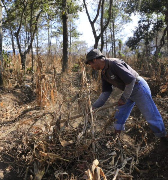 El Niño se fortalece y podría alcanzar niveles sin precedentes en diciembre