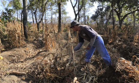 El Niño se fortalece y podría alcanzar niveles sin precedentes en diciembre
