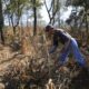 El Niño se fortalece y podría alcanzar niveles sin precedentes en diciembre