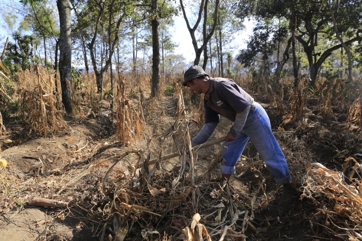 El Niño se fortalece y podría alcanzar niveles sin precedentes en diciembre