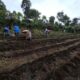 Lluvias disparan la humedad en Guatemala 193 municipios están bajo monitoreo