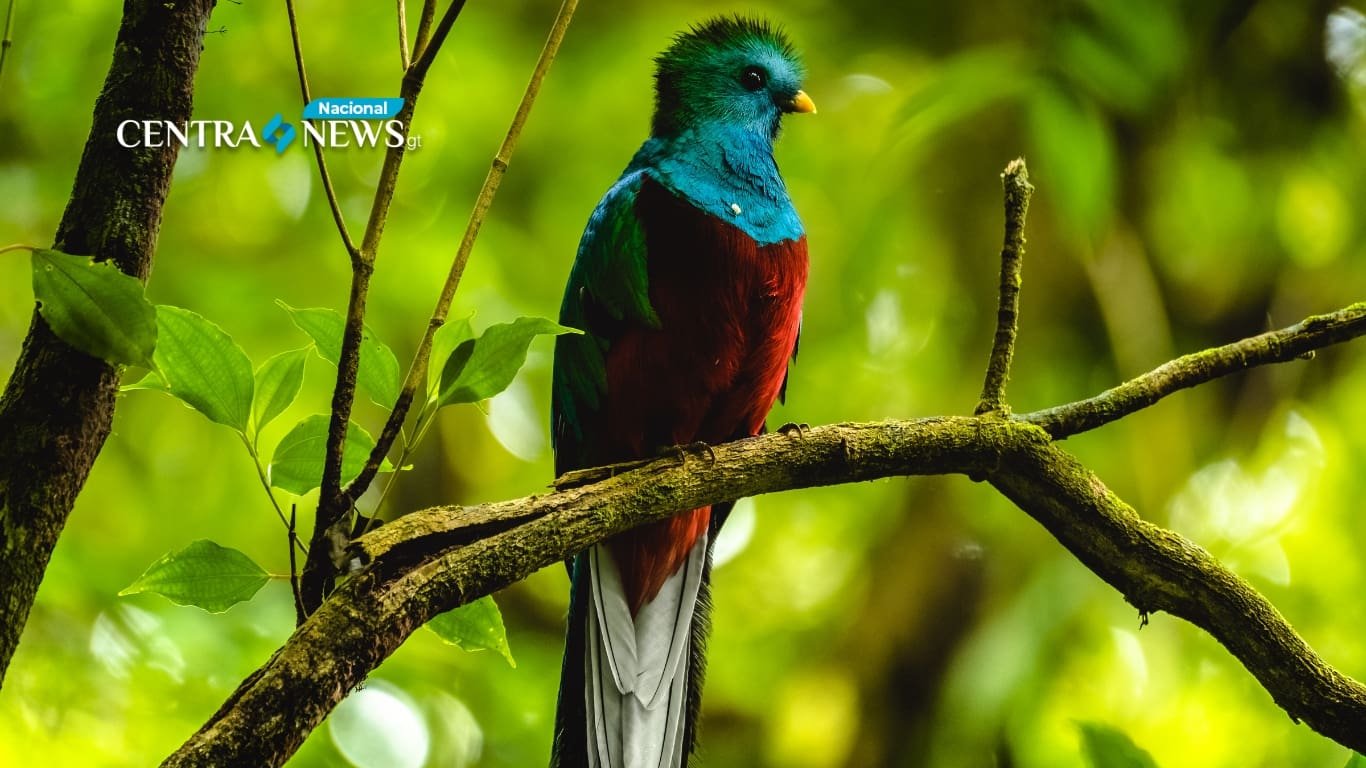 Guatemala celebra el Día del Quetzal, una de las aves más hermosas