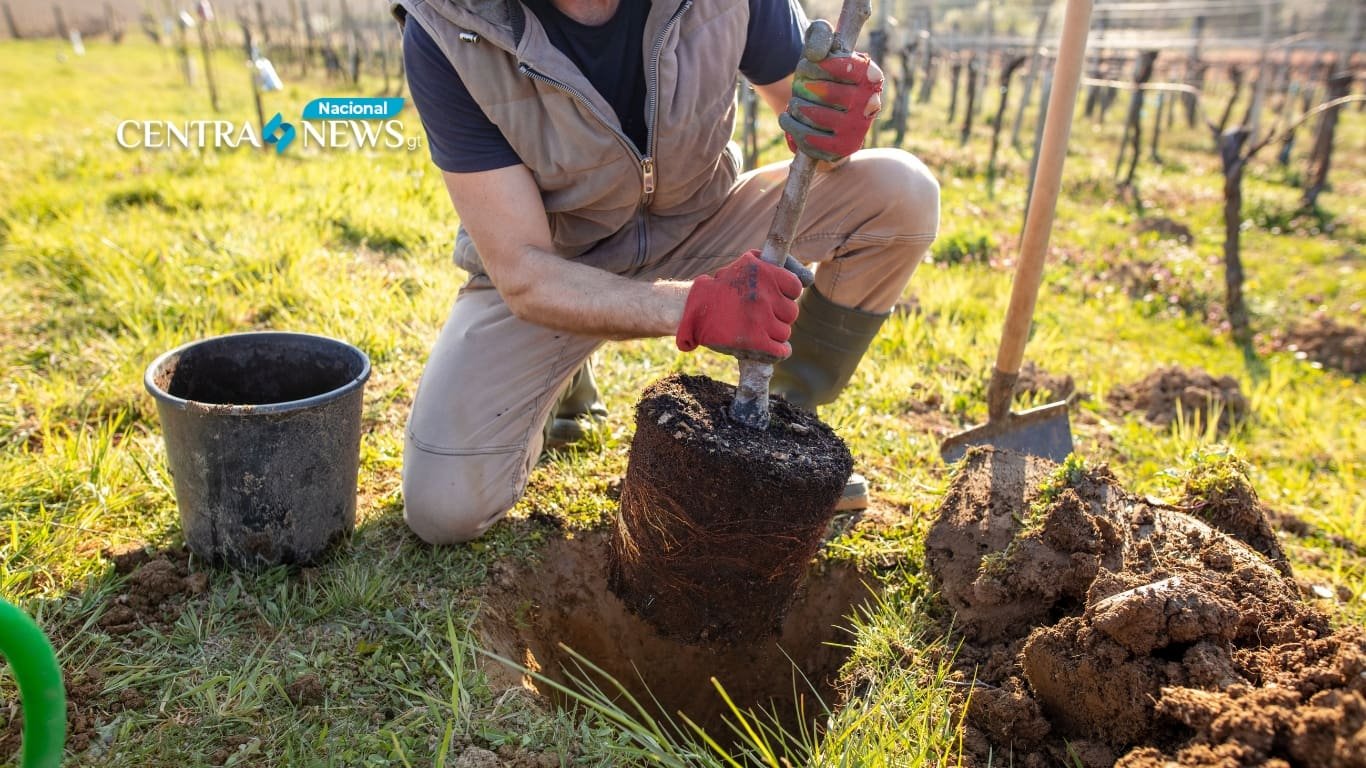 Reforestación diversificada acelera recuperación de bosques talados
