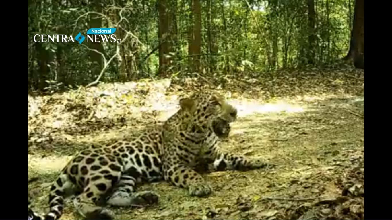 VÍDEO Espectacular imagen de un majestuoso jaguar en su reposo en Petén